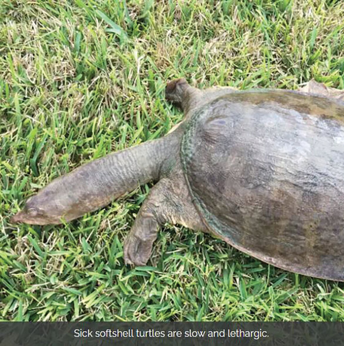 Sick softshell turtles are slow and lethargic.